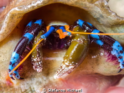 Electric Blue Hermit Crab - Calcinus elegans by Stefanos Michael 